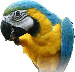 Macaw Parrot Transparent Images - Blue And Yellow Macaw Head Png
