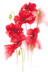 Orange Red Yellow Flower Watercolor Painting - Hand Painted Red Flower Png