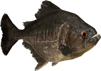 Piranha Png 1 Image - Piranha Png