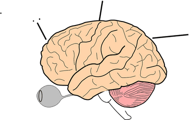 Brain Science Human - Free Vector Graphic On Pixabay Png