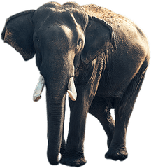 Elephant Old Transparent Png - Stickpng Elephant Background Hd Iphone 6