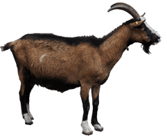 Goat Png File