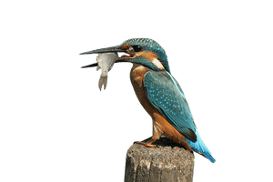 Kingfisher Bird Free Transparent Image HQ - Free PNG