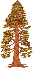 Free Redwood Cliparts Download - Drawing Of A Redwood Tree Png