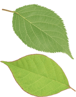 Green Leaf Png