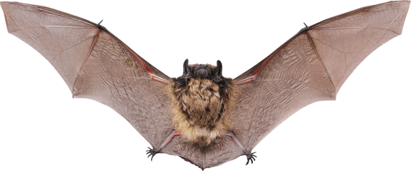 Download Flying Bat Png Image For Free - Animals Live In Cave