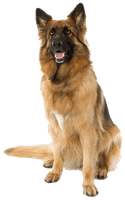 Dog Png Image Picture Download Dogs