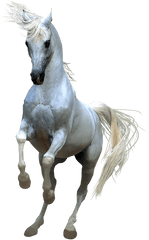 Horses Clip Art - Horse Png Full Hd