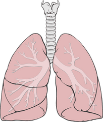 Png Lungs - Lungs Simple