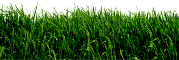 Grass Png Picture