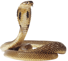 Anaconda Png Image