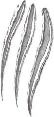 Claw Scratch Png Images Transparent - Scratch Png