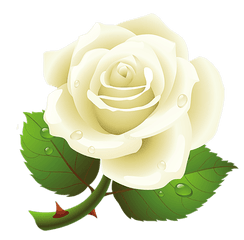 Rose Png Images - White Rose Vector Png