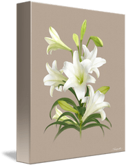 Easter Lily - Lily Png