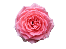 Pink Rose Photo - Free PNG