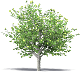 Apple Tree - Transparent 3d Tree Png