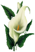 Lily File - Free PNG