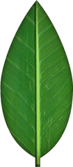 Falling Leaf Clipart No Background - Transparent Background Leaves Clipart Png
