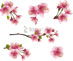 Download Free Png Spring Images Transparent - Peach Blossom Clip Art