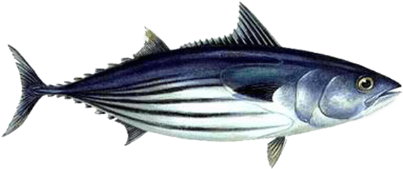 Download Free Png Skipjack Tuna - Safe Catch Tuna