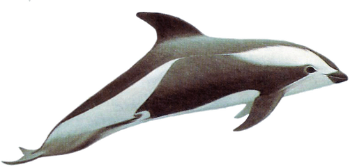 Download Drawn Dolphins Hourglass Dolphin - Hourglass Hourglass Dolphin Png