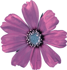 Flower Png Pngstickers Daisy Sticker By Tiffany - African Daisy