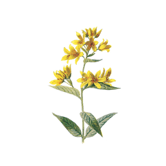 Flowers Png Tumblr - Aesthetic Nichememes Tumblr Flowers Yellow Flower Aesthetic Transparent