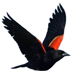 Red - Red Wing Black Birds Png