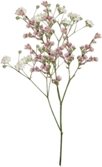 Tumblr Flowers Background Posted By Ryan Sellers - Transparent Dried Flower Png