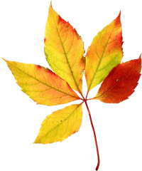 Fall Leaves Autumn Watercolor Sini Ezer Hojas Clip - Autumn Season Leaves Clipart Png