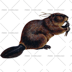 Png Image With Transparent Background - Beaver Png