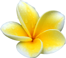 Plumeria Picture - Free PNG