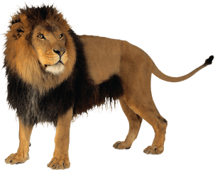 Transparent Bg Lion Png - Lion With No Background