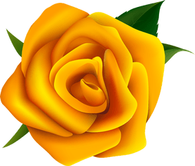 Yellow Rose Vector - Yellow Rose Vector Png