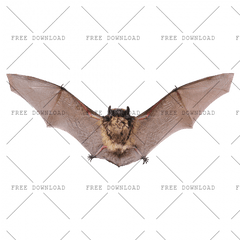 Png Image With Transparent Background Bat