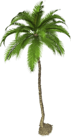 Palm Tree Png Pic