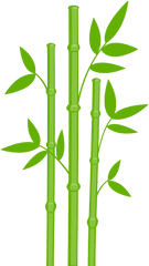 Bamboo Png Tree Plant Exotic Transparent - Bamboo Clipart