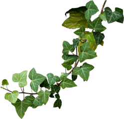 Poison Ivy Plant Drawing - Transparent Poison Ivy Png