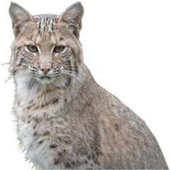 Download Free Png Bobcat - Transparent Background Bobcat Png