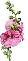 Flowerhollyhock Stem Pink Buds Flower - Hollyhock Stem Png