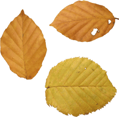 210 Best Maple Leaf Png - Duper Dry Leaf Png