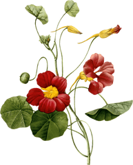 Flower Image By Botanical - Nasturtium Plant Illustration Png