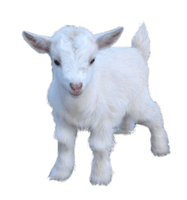 Goat Png Pic