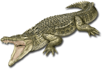 Crocodile Png Images Transparent - Transparent Crocodile Logos