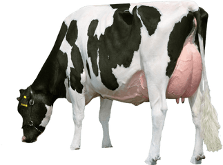 Png - Milk Cow Hd Png