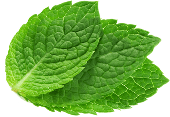 Mint Leaves Png Picture