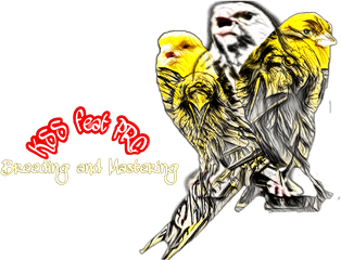 Bird Logo Team Canary Finch Blackthroat - Budgie Png