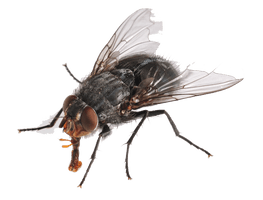 Flies Hd - Free PNG