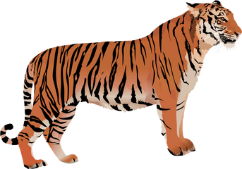 Bengal Tiger White Clip Art - Bengal Tiger White Background Png