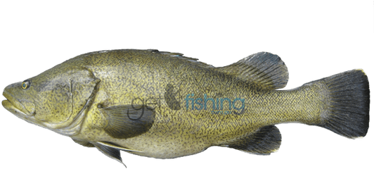 Hd Murray Cod Transparent Png Image - Murray Cod Png